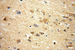 METTL5 Antibody in Immunohistochemistry (Paraffin) (IHC (P))