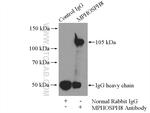 MPP8 Antibody in Immunoprecipitation (IP)