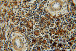 LITAF Antibody in Immunohistochemistry (Paraffin) (IHC (P))