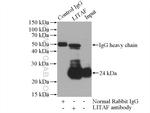 LITAF Antibody in Immunoprecipitation (IP)