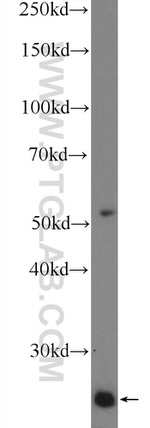 LITAF Antibody in Western Blot (WB)