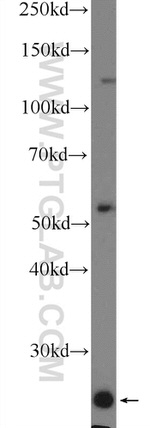 LITAF Antibody in Western Blot (WB)