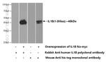 IL1 beta Antibody in Western Blot (WB)