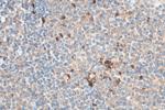 IL1 beta Antibody in Immunohistochemistry (Paraffin) (IHC (P))