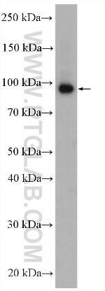 MAGED4 Antibody in Western Blot (WB)