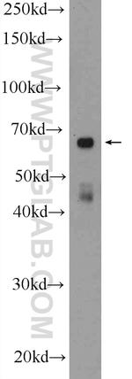 LMF1 Antibody in Western Blot (WB)