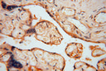 HIP1R Antibody in Immunohistochemistry (Paraffin) (IHC (P))