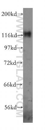 p130Cas Antibody in Western Blot (WB)