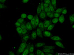 EED Antibody in Immunocytochemistry (ICC/IF)