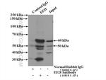 EED Antibody in Immunoprecipitation (IP)