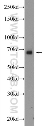 SRF Antibody in Western Blot (WB)