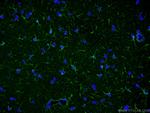 GFAP Antibody in Immunohistochemistry (PFA fixed) (IHC (PFA))