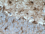 GFAP Antibody in Immunohistochemistry (Paraffin) (IHC (P))