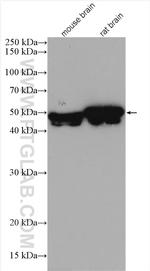 GFAP Antibody in Western Blot (WB)