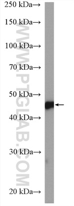 GFAP Antibody in Western Blot (WB)