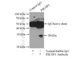 PIK3IP1 Antibody in Immunoprecipitation (IP)