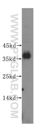 PIK3IP1 Antibody in Western Blot (WB)