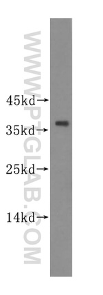 PIK3IP1 Antibody in Western Blot (WB)