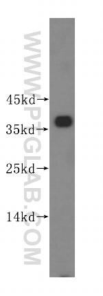 PIK3IP1 Antibody in Western Blot (WB)