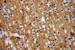 ATP1A2 Antibody in Immunohistochemistry (Paraffin) (IHC (P))