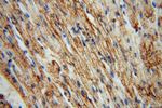 ATP1A2 Antibody in Immunohistochemistry (Paraffin) (IHC (P))