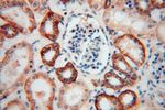 ATP1A2 Antibody in Immunohistochemistry (Paraffin) (IHC (P))