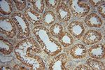 ATP1A2 Antibody in Immunohistochemistry (Paraffin) (IHC (P))