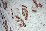 ATP1A2 Antibody in Immunohistochemistry (Paraffin) (IHC (P))