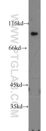 ATP1A2 Antibody in Western Blot (WB)