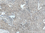 ALKBH5 Antibody in Immunohistochemistry (Paraffin) (IHC (P))