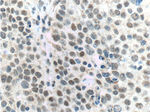 ALKBH5 Antibody in Immunohistochemistry (Paraffin) (IHC (P))