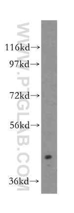 ALKBH5 Antibody in Western Blot (WB)