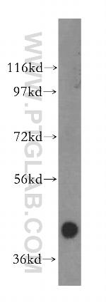 ALKBH5 Antibody in Western Blot (WB)