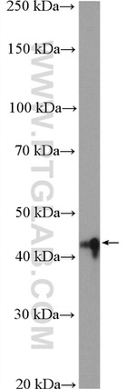 ALKBH5 Antibody in Western Blot (WB)