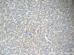 HEBP1 Antibody in Immunohistochemistry (Paraffin) (IHC (P))