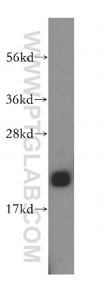 HEBP1 Antibody in Western Blot (WB)