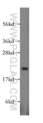 HEBP1 Antibody in Western Blot (WB)