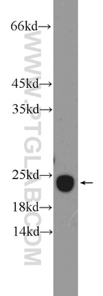 HEBP1 Antibody in Western Blot (WB)