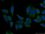 Apolipoprotein A II Antibody in Immunocytochemistry (ICC/IF)