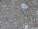 Apolipoprotein A II Antibody in Immunohistochemistry (Paraffin) (IHC (P))