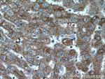 Apolipoprotein A II Antibody in Immunohistochemistry (Paraffin) (IHC (P))