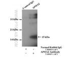 Apolipoprotein A II Antibody in Immunoprecipitation (IP)