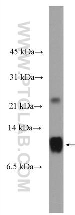 Apolipoprotein A II Antibody in Western Blot (WB)