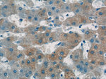 Apolipoprotein A II Antibody in Immunohistochemistry (Paraffin) (IHC (P))