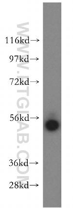 FMO2 Antibody in Western Blot (WB)