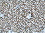 FMO5 Antibody in Immunohistochemistry (Paraffin) (IHC (P))