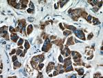 FMO5 Antibody in Immunohistochemistry (Paraffin) (IHC (P))