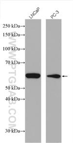 FMO5 Antibody in Western Blot (WB)