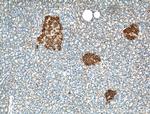 RAB3A Antibody in Immunohistochemistry (Paraffin) (IHC (P))