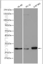 RAB27A Antibody in Western Blot (WB)